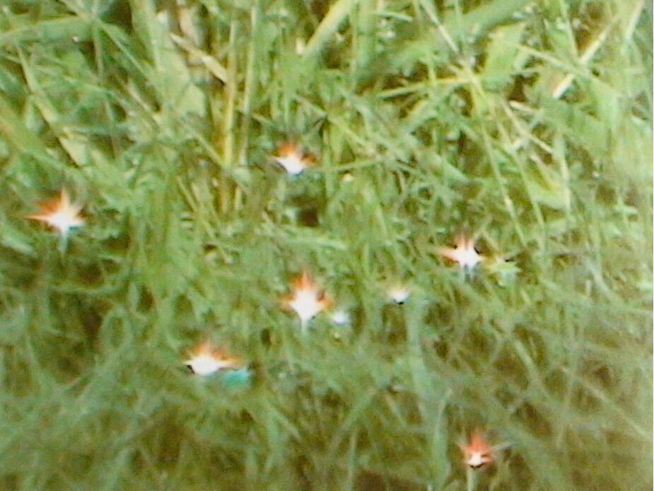 如是我见 扎西卓玛仁波且忆述