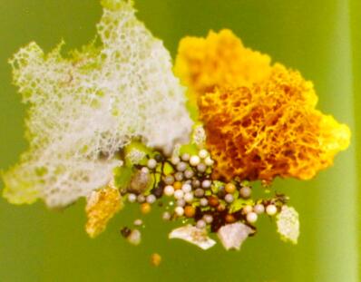 如是我见 扎西卓玛仁波且忆述