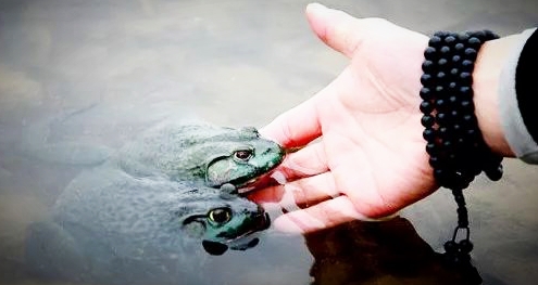 学佛修行一普施无畏