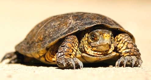 残忍杀龟,报应惨烈