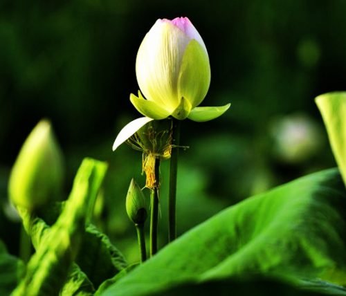 觉海文集一当净汝心