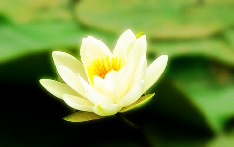 觉海文集一唯心净土