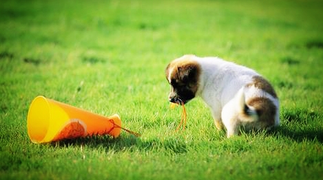 自从我家来了“狗儿子”……给牠念佛号,放佛乐