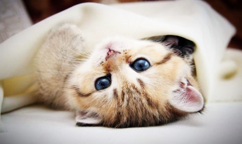 残害猫遭到的因果报应