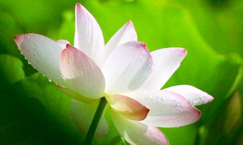 怀孕切勿杀生补身子