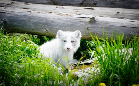 虚云和尚与白狐的一段因缘