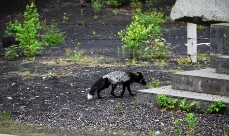 狐狸报恩记 唐山大地震中的生命传奇