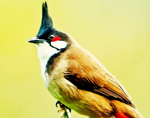 鸟雀知恩图报 救出一家二十口人