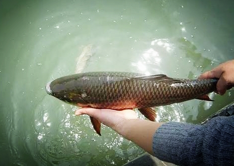 放生增福免难,需注意四个环节
