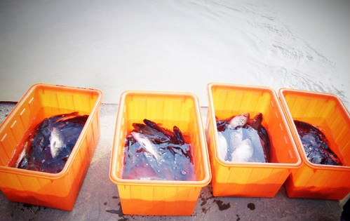 南无观世音菩萨圣诞日也是我们的“放生祈福日”