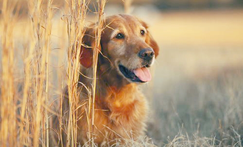 善待动物,灵犬流落野外保护小狮子