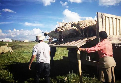 佛弟子们奔波上千公里,救下三百多只正送屠宰场的羊,送往内蒙古大草原放生