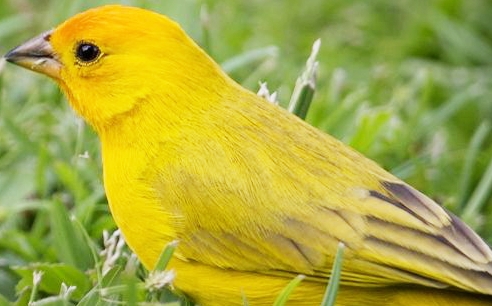 慈心放生 黄雀报恩助破案