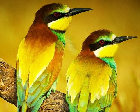 “鸟巢禅师”的修行