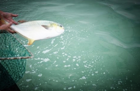 自从放生后,我的人生顺遂了很多