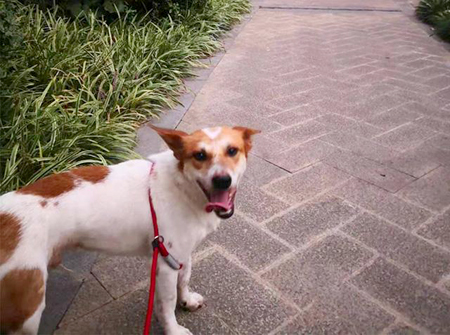 学佛的主人,好心救一只流浪狗回家