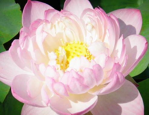 屠夫家接二连三发生祸事