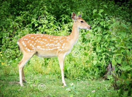 知恩图报的小鹿,巧救新娘子全家脱险