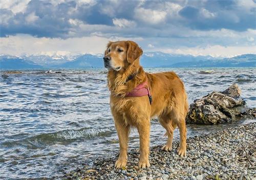 放生变成“杀生”面面观