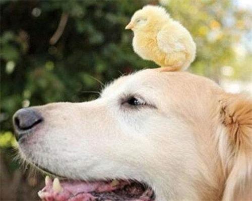 她曾救狗一命，危难时忠犬舍命救她