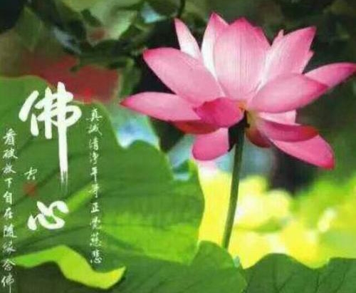 忍辱第一,以爱化解冤结