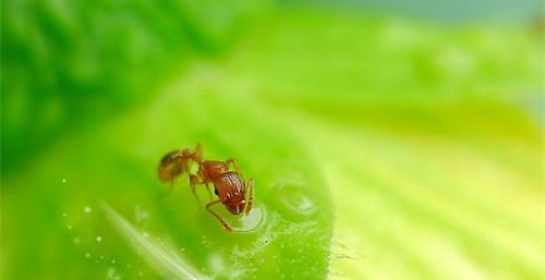 感恩来到我家的这群蚂蚁，它们在助缘我修行啊！