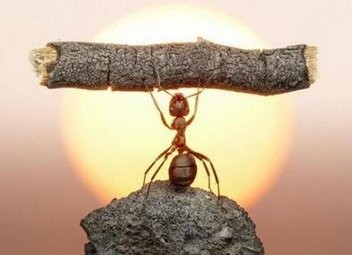 野生动物的自救的本能