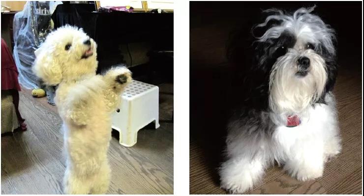 《揭开真相》(二十六)提前预言百万飞鸟到