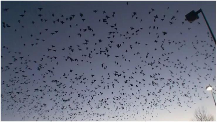 《揭开真相》(二十六)提前预言百万飞鸟到