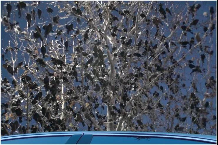 《揭开真相》(二十六)提前预言百万飞鸟到