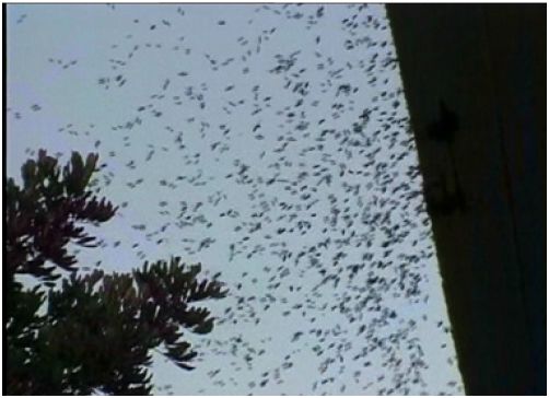 《揭开真相》(十五)预言百万毒蜂到 果然应机按时来