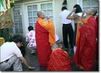 紫樱花树降甘露