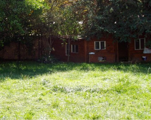 时隔多年,我那些  黑压压的蚂蚁又浮现在眼前