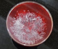 佛降甘露是这样得来的