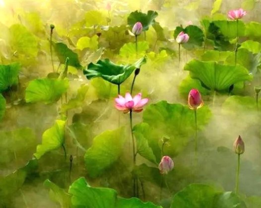 一场车祸，却让我结下了美好的因缘