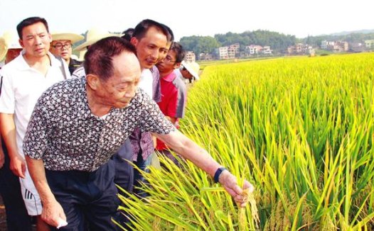 袁隆平院士一生造福众生