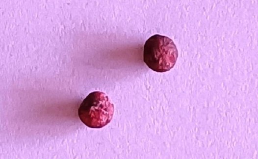 打靶不穷丸与喀卓安得丸 修炼记实