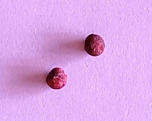 打靶不穷丸与喀卓安得丸 修炼记实