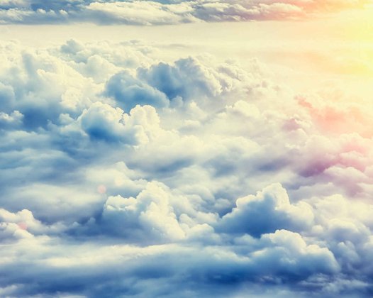 假如来生我也投胎成一条小狗,怎么办?