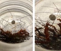 南无第三世多杰羌佛的发舍利