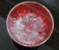 《藉心经说真谛》至宝经典法会 佛降甘露恭贺