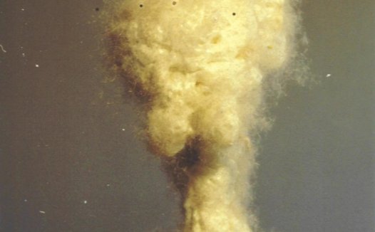 真实佛法在人间 天乐五彩祥云起 佛降甘露成宝柱 仰谔益西诺布大法王佛诞展神威​