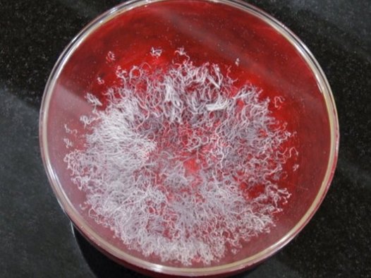 《藉心经说真谛》至宝经典法会 佛降甘露恭贺